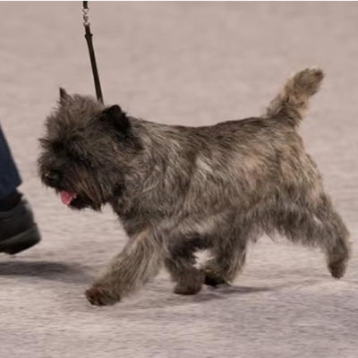 Brindle Cairn Terrier