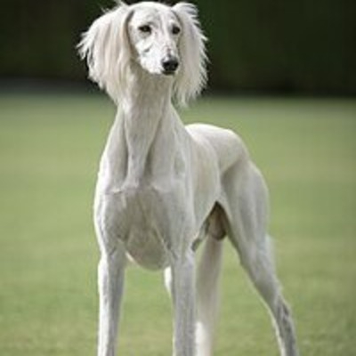 White Saluki