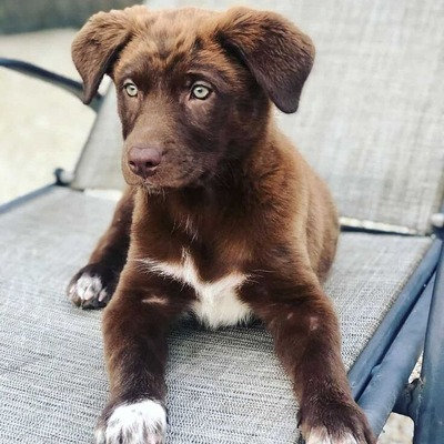 Brown Australian Shepherd Lab Mix