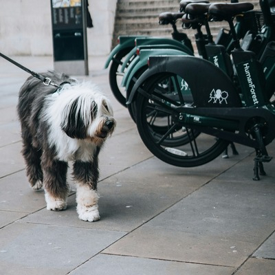 Black and white Bearded Collie