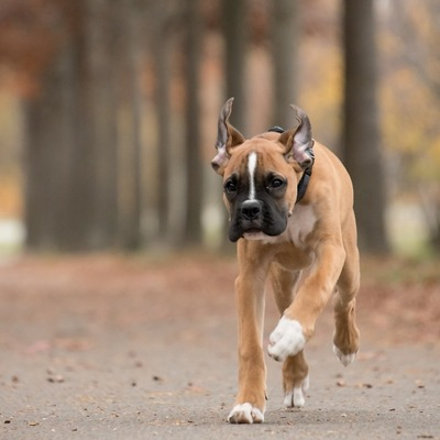 Brown Boxer