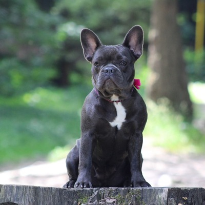 Black French bulldog