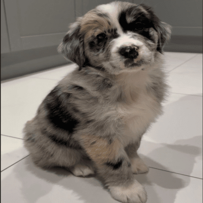 Australian Retriever puppies