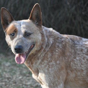 Red mottled Australian Cattle Dog