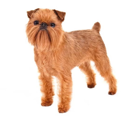 Red Brussels Griffon