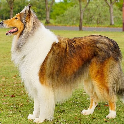 Collie