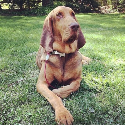 Brown Bloodhound