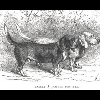 Basset Hound History