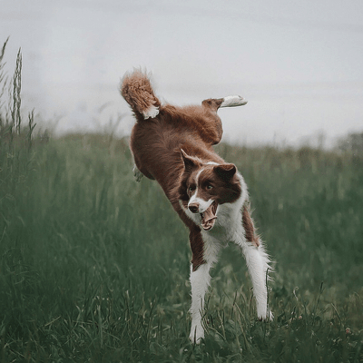 Brown and White Border Collie