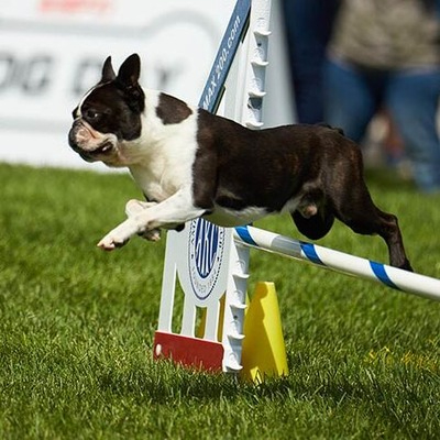 Black Boston Terrier with White markings