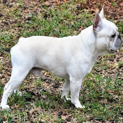 White French bulldog