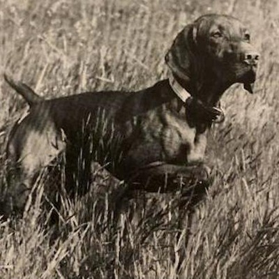 Vizsla History