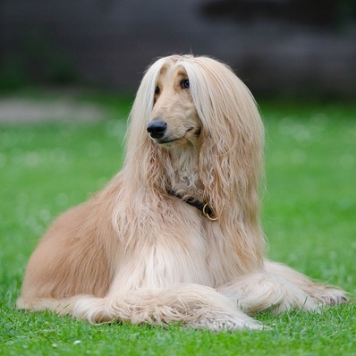 Afghan Hound