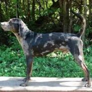 American Leopard Hound