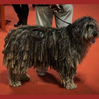 Brown Bergamasco Sheepdog