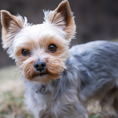 Silver Yorkshire Terrier 