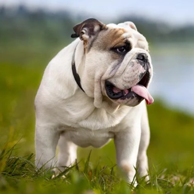 Bulldog 