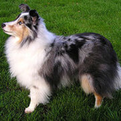 Blue Merle Shetland Sheepdog