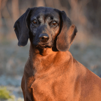 Tan Bavarian Mountain Scent Hound