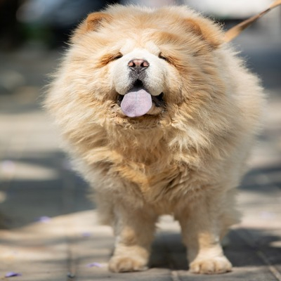 Cream Chow Chow