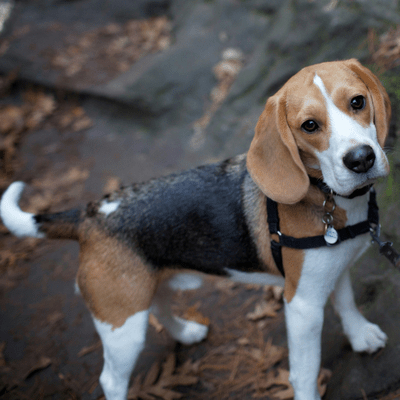 Tricolor Beagle