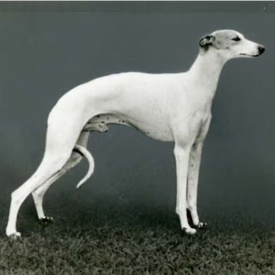 Whippet History