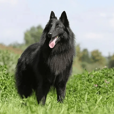 Belgian Sheepdog