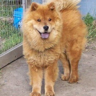 Brown Akita Chow