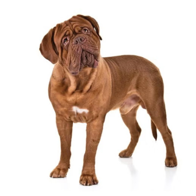 Red Dogue de Bordeaux