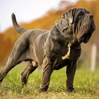 Neapolitan Mastiff