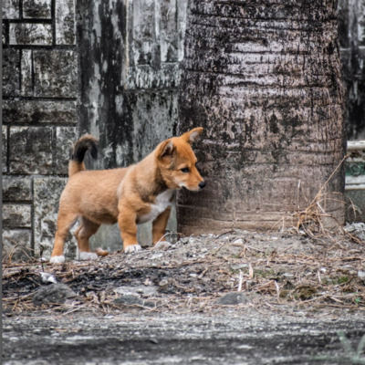 Sable Corgi Inu