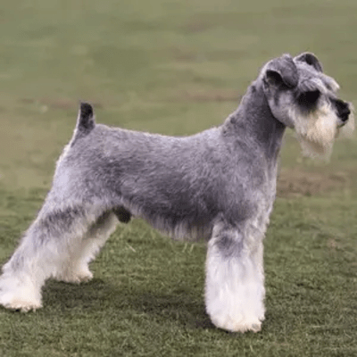 Schnauzer