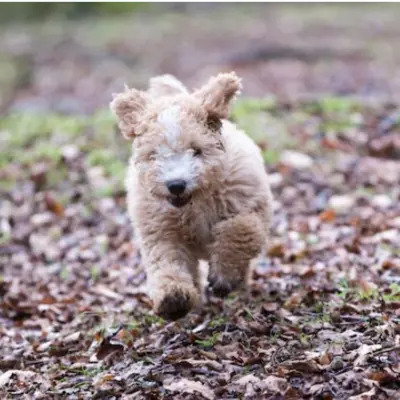 Beige Spanish Water Dog