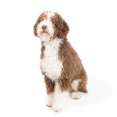 Brown and White Spanish Water Dog