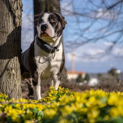 Black and White Staffordshire Bull Terrier