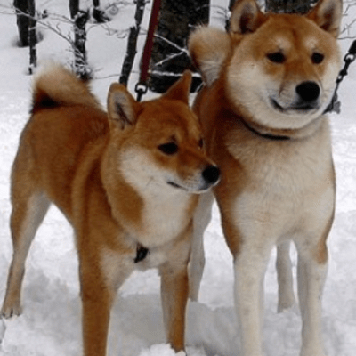 Male and female Shiba Inu