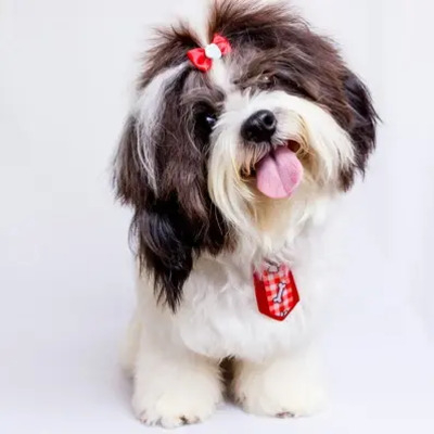 Shih Tzu