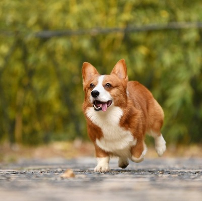 Corgi 