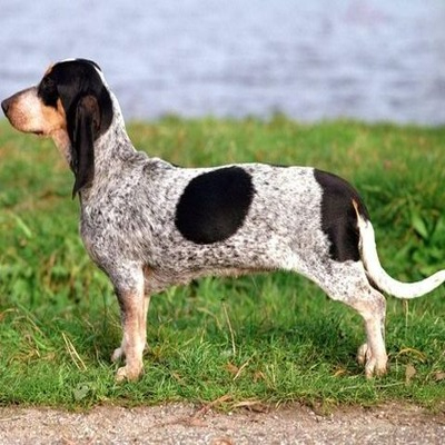 White Basset Bleu de Gascognes with black markings