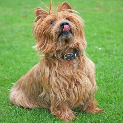 Australian Terrier