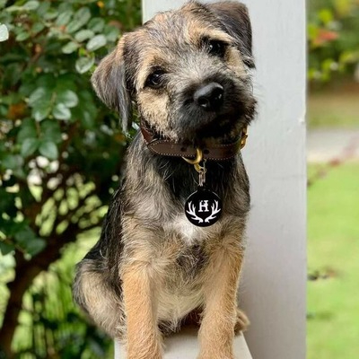 Affen Border Terrier