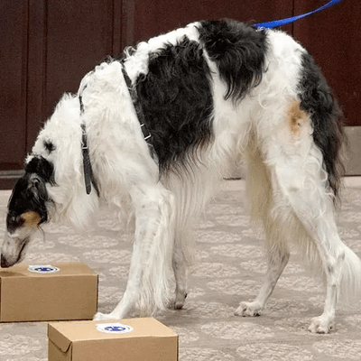 Black and White Borzoi