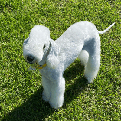 Silver Bedlington Terrier