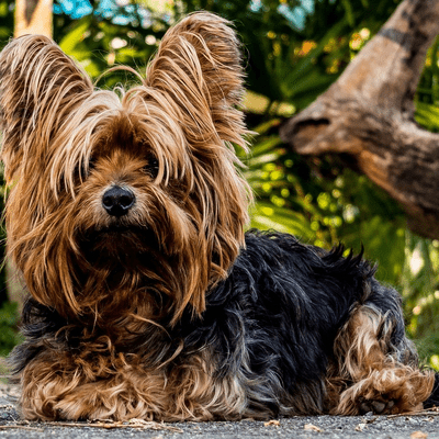 Black and tan Yorkshire Terrier