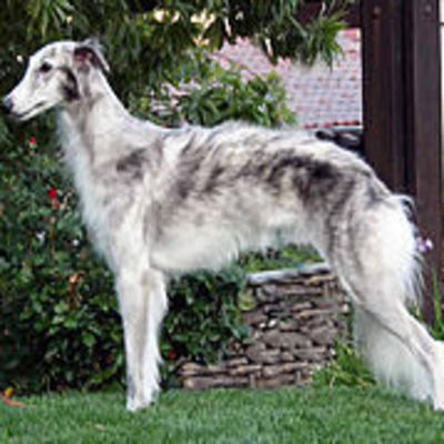 Grey Silken Windhound