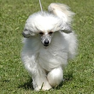 White Powderpuff Chinese Crested