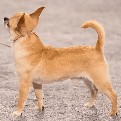 Brown Chihuahua