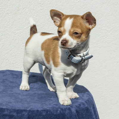 White Chihuahua with Brown markings