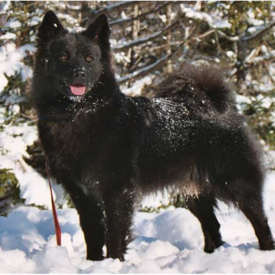 Black Swedish Lapphund