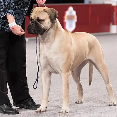 Bullmastiff